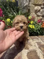 Stevie, a male Poodle - Toy  for sale in Andrews, TX – Photo 4 of 4
