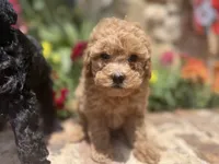 Stevie, a male Poodle - Toy  for sale in Andrews, TX – Photo 3 of 4