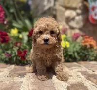 Stevie, a male Poodle - Toy  for sale in Andrews, TX – Photo 2 of 4