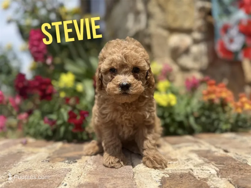 Stevie, a male Poodle - Toy  for sale in Andrews, TX – Photo 1 of 4