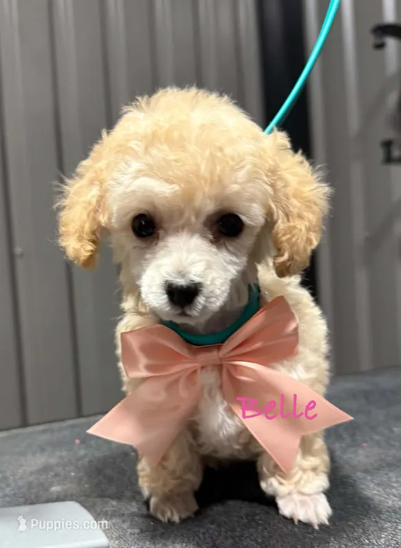 Belle – Poodle - Toy  puppy for sale in Andrews, TX