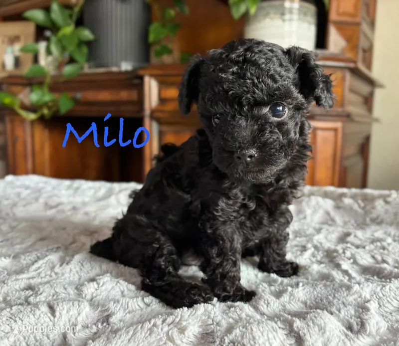 Milo – Poodle - Toy  puppy for sale in Andrews, TX