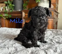 Milo, a male Poodle - Toy  for sale in Andrews, TX – 1 of 2
