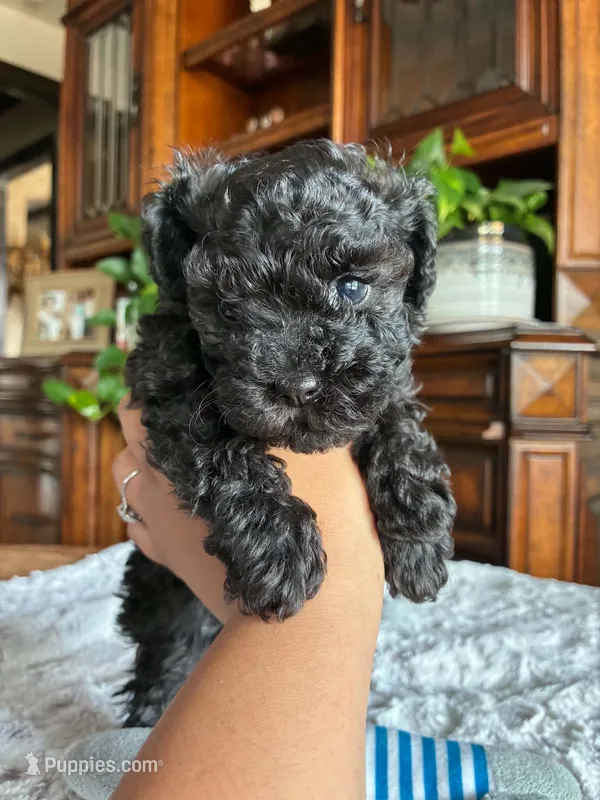 Miles – Poodle - Toy  puppy for sale in Andrews, TX