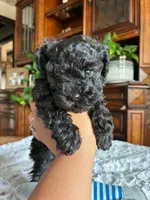 Miles, a male Poodle - Toy  for sale in Andrews, TX – 1 of 4