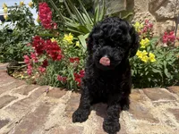 Shadow, a male Poodle - Toy  for sale in Andrews, TX – Photo 3 of 4