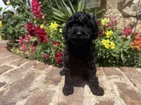 Shadow, a male Poodle - Toy  for sale in Andrews, TX – Photo 4 of 4