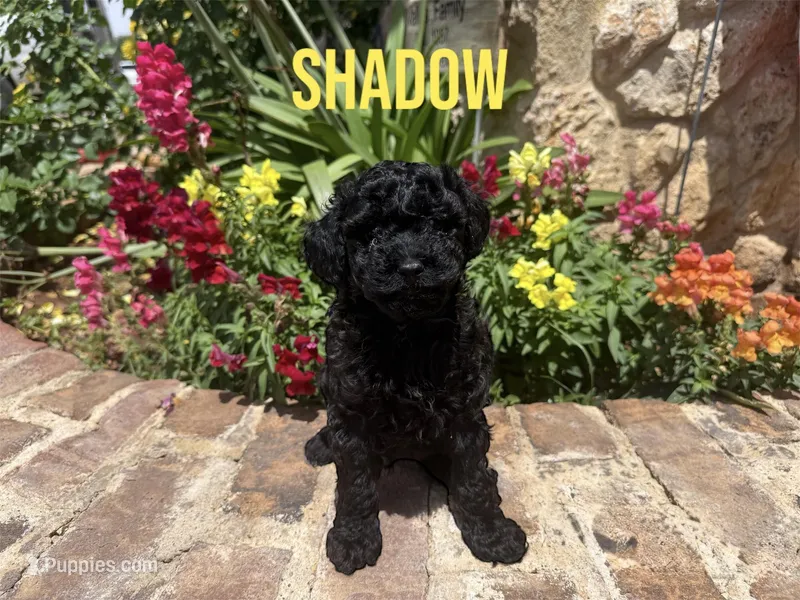 Shadow, a male Poodle - Toy  for sale in Andrews, TX – Photo 1 of 4
