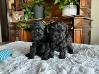 Milo, a male Poodle - Toy  for sale in Andrews, TX – 2 of 2