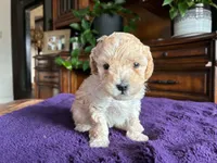 Belle, a female Poodle - Toy  for sale in Andrews, TX – 2 of 3