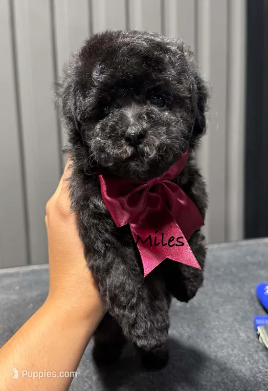 Miles – Poodle - Toy  puppy for sale in Andrews, TX