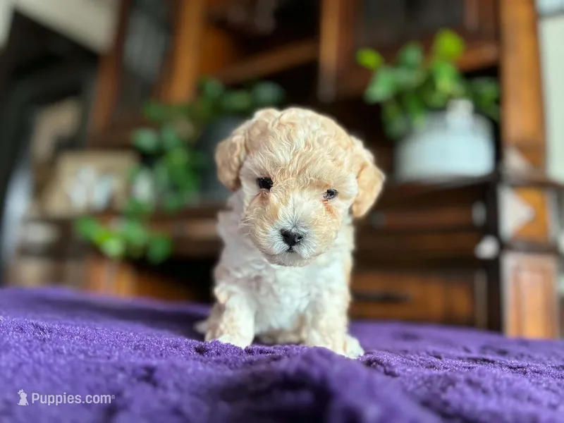 Belle – Poodle - Toy  puppy for sale in Andrews, TX