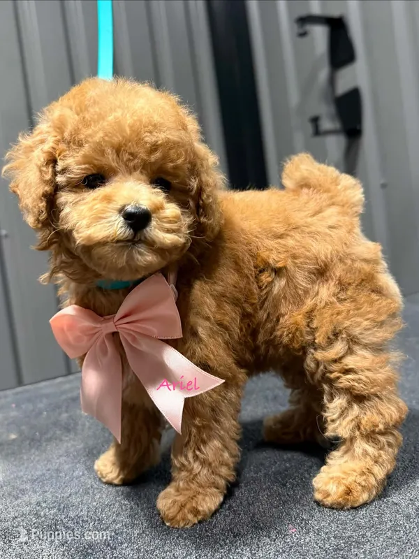 Ariel – Poodle - Toy  puppy for sale in Andrews, TX