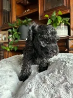 Miles, a male Poodle - Toy  for sale in Andrews, TX – 2 of 4