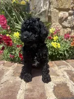 Star, a female Poodle - Toy  for sale in Andrews, TX – Photo 4 of 4