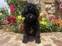 Star, a female Poodle - Toy  for sale in Andrews, TX – Photo 3 of 4