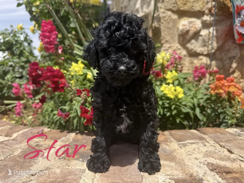 Star, a female Poodle - Toy  for sale in Andrews, TX – Photo 1 of 4