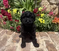 Shadow, a male Poodle - Toy  for sale in Andrews, TX – Photo 2 of 4