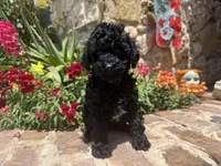 Star, a female Poodle - Toy  for sale in Andrews, TX – Photo 2 of 4