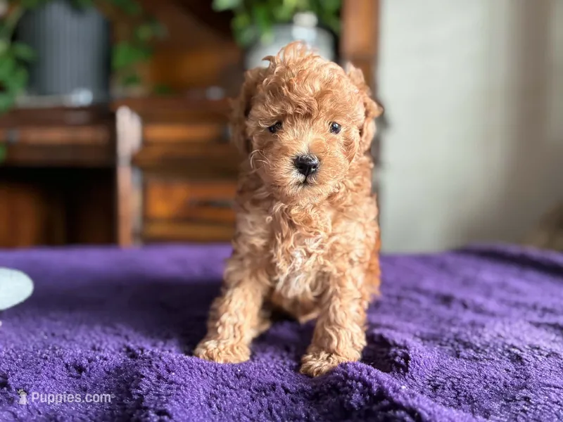 Ariel – Poodle - Toy  puppy for sale in Andrews, TX