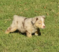 NOAH, a male Miniature Australian Shepherd for sale in Bogart, GA – 2 of 7
