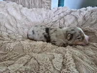 LIAM, a male Miniature Australian Shepherd for sale in Bogart, GA – 3 of 5