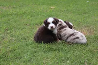 JACK blue eye, a male Miniature Australian Shepherd for sale in Bogart, GA – 4 of 5