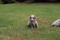 NOAH, a male Miniature Australian Shepherd for sale in Bogart, GA – 7 of 7