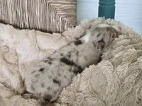 LIAM, a male Miniature Australian Shepherd for sale in Bogart, GA – 2 of 5