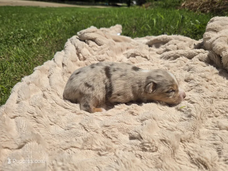 LIAM – Miniature Australian Shepherd puppy for sale in Bogart, GA