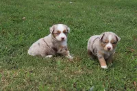 NOAH, a male Miniature Australian Shepherd for sale in Bogart, GA – 6 of 7