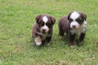 ADAM, a male Miniature Australian Shepherd for sale in Bogart, GA – 4 of 6