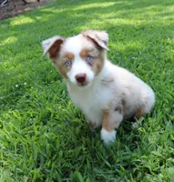 LIAM, a male Miniature Australian Shepherd for sale in Bogart, GA – 2 of 4