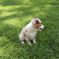 LIAM, a male Miniature Australian Shepherd for sale in Bogart, GA – 4 of 4