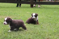 ADAM, a male Miniature Australian Shepherd for sale in Bogart, GA – 6 of 6