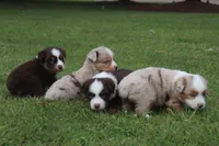JACK blue eye, a male Miniature Australian Shepherd for sale in Bogart, GA – 2 of 5