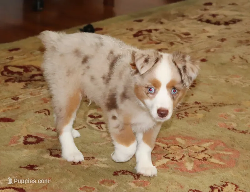 LIAM – Miniature Australian Shepherd puppy for sale in Bogart, GA