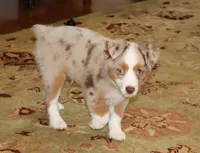 LIAM, a male Miniature Australian Shepherd for sale in Bogart, GA – 1 of 4