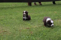 ADAM, a male Miniature Australian Shepherd for sale in Bogart, GA – 5 of 6