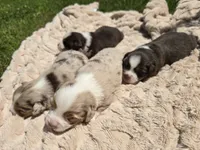 NOAH, a male Miniature Australian Shepherd for sale in Bogart, GA – 4 of 4