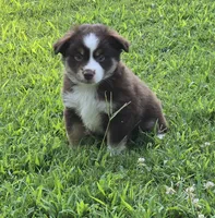 ADAM, a male Miniature Australian Shepherd for sale in Bogart, GA – 2 of 6