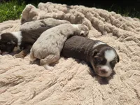 JACK, a male Miniature Australian Shepherd for sale in Bogart, GA – 4 of 4