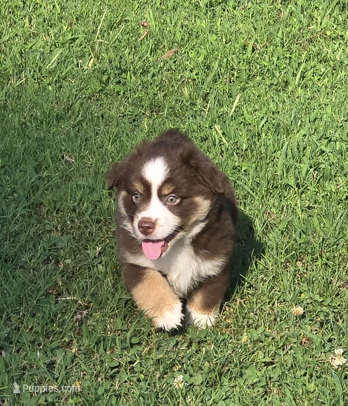 ADAM – Miniature Australian Shepherd puppy for sale in Bogart, GA