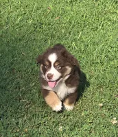 ADAM, a male Miniature Australian Shepherd for sale in Bogart, GA – 1 of 6