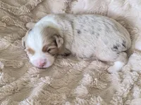NOAH, a male Miniature Australian Shepherd for sale in Bogart, GA – 2 of 4