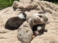 LIAM, a male Miniature Australian Shepherd for sale in Bogart, GA – 5 of 5