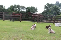 NOAH, a male Miniature Australian Shepherd for sale in Bogart, GA – 4 of 7
