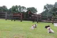 JACK blue eye, a male Miniature Australian Shepherd for sale in Bogart, GA – 5 of 5