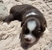 JACK, a male Miniature Australian Shepherd for sale in Bogart, GA – 1 of 4
