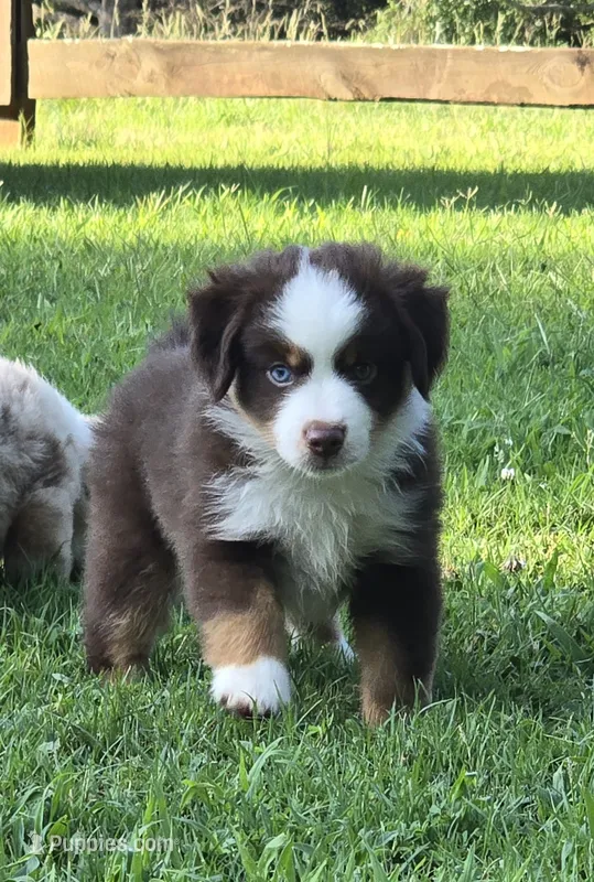 JACK blue eye – Miniature Australian Shepherd puppy for sale in Bogart, GA